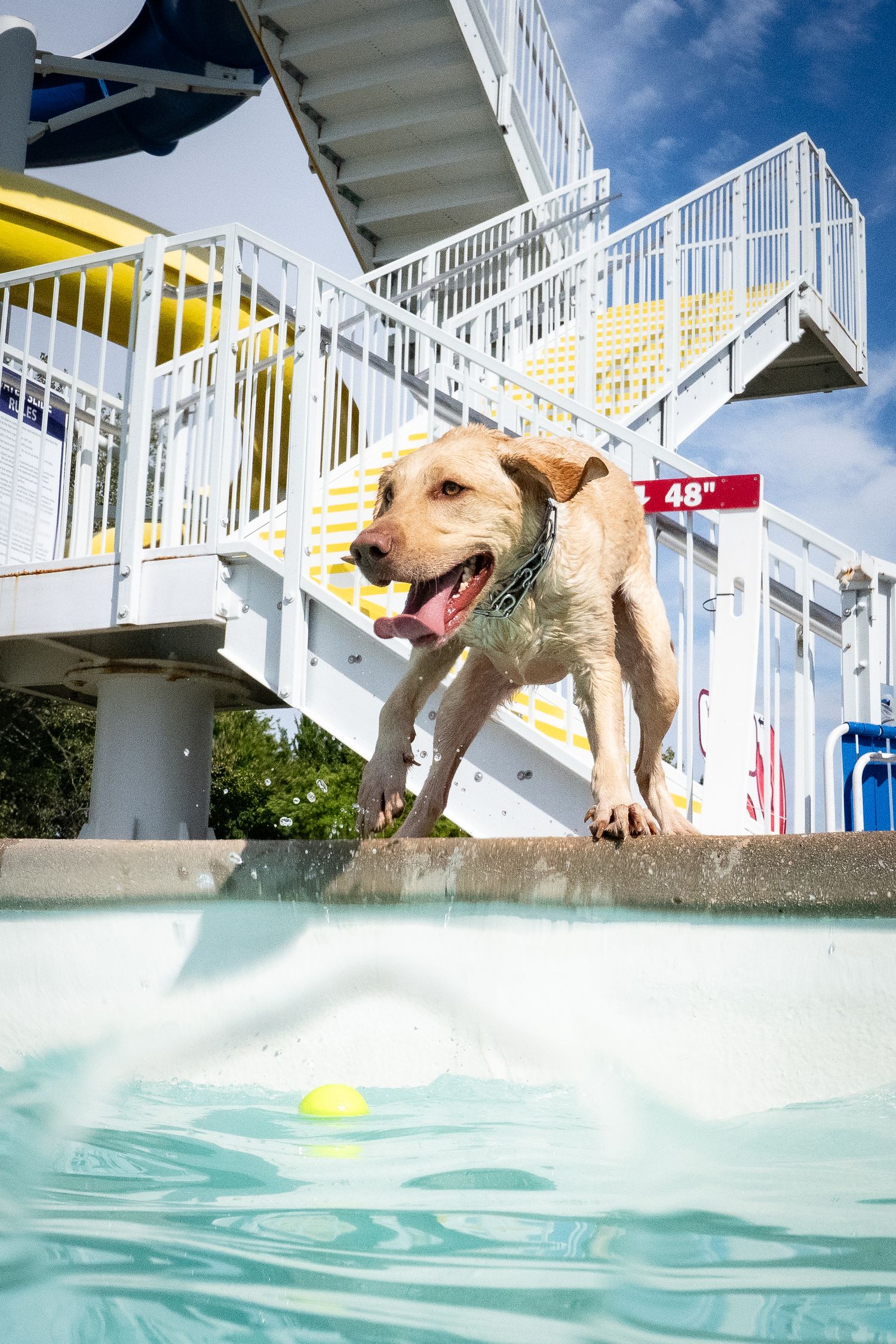 A wet yellow Labrador Retriever standing at the edge of a pool eyeing a tennis ball in clear blue water.