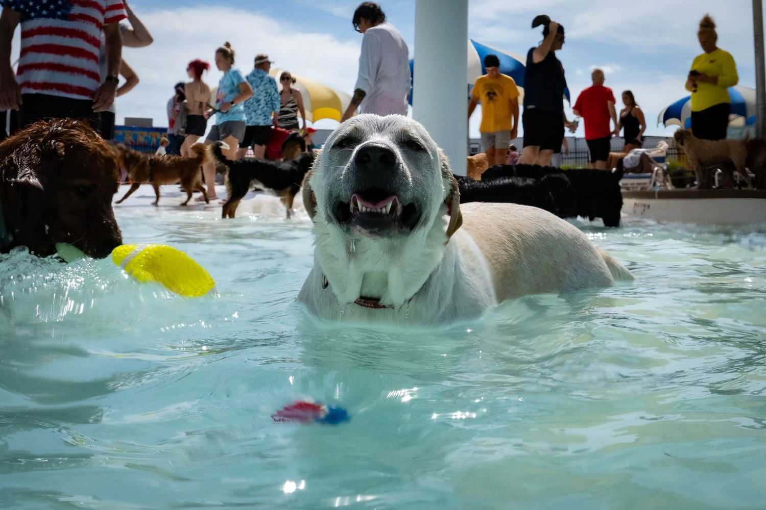 A happy white bulldog wading in a crowded outdoor pool surrounded by other dogs and people.