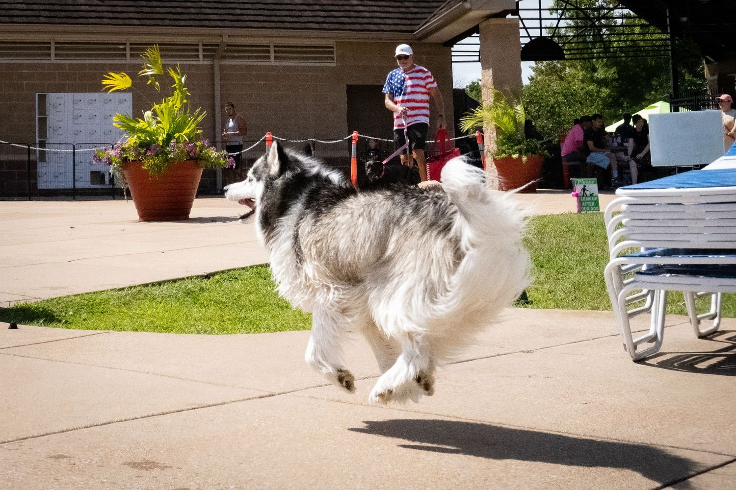 A fluffy black and white Husky dog running on a sunny poolside patio.