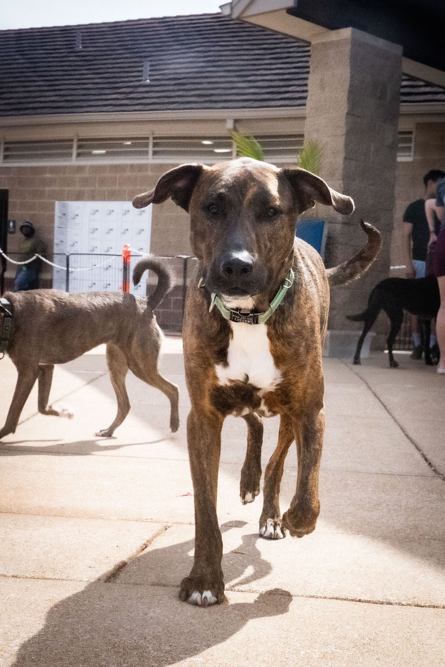 Brindle dog running toward camera wearing green collar at outdoor dog event with other dogs visible in background.