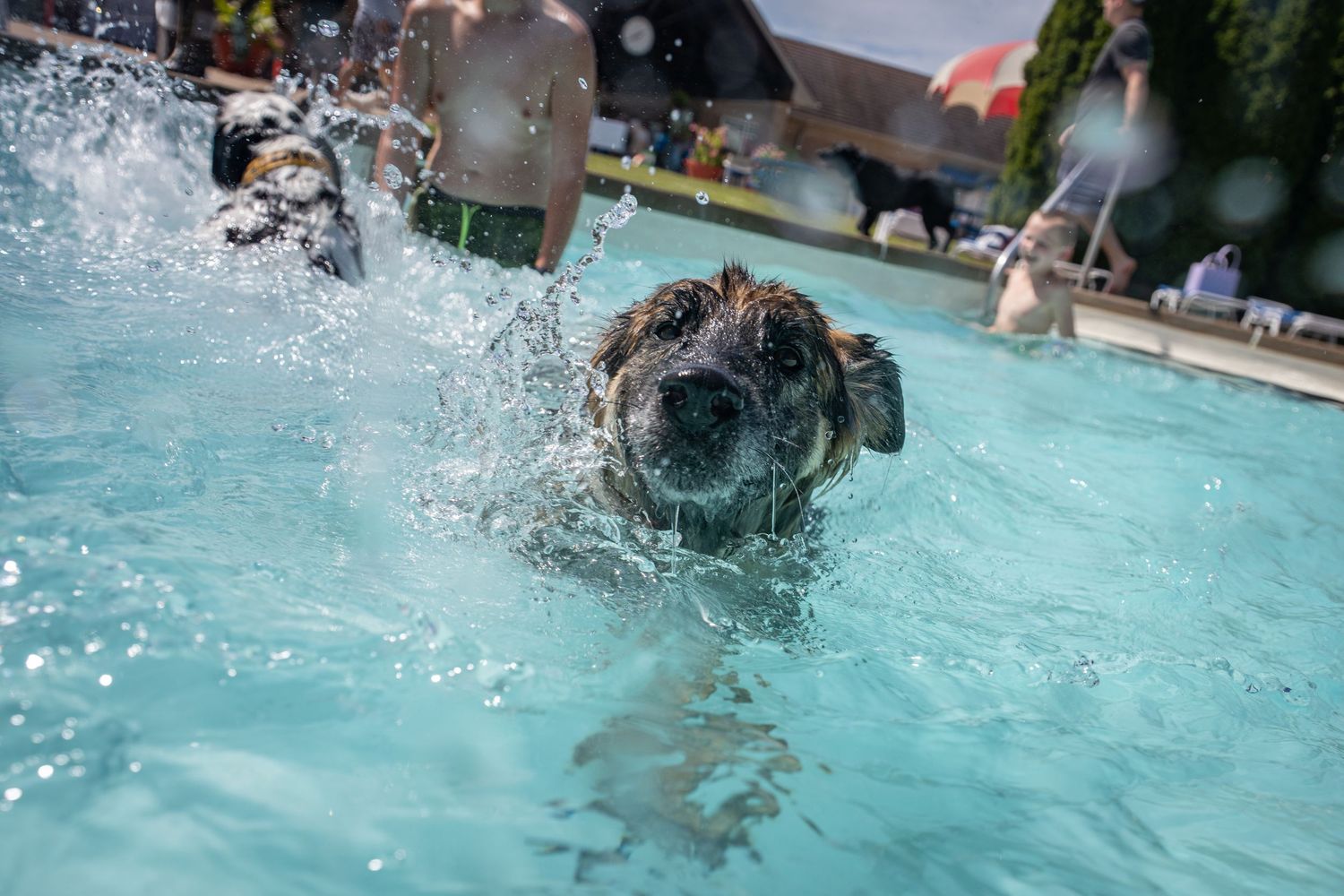 A wet brown dog swims toward the camera creating splashes in a busy public pool.