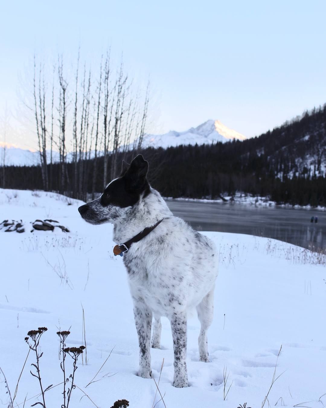 A black and white dog stands in a snowy winter landscape with bare trees and a snow-capped mountain in the background.
