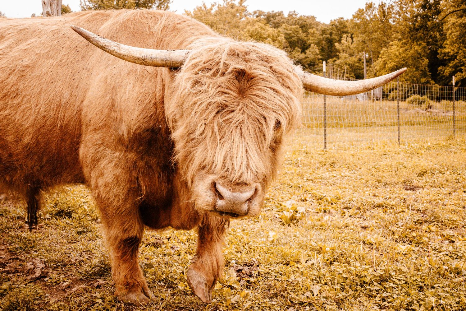 A fluffy Highland cow with long curved horns stands in a grassy field near a fence.