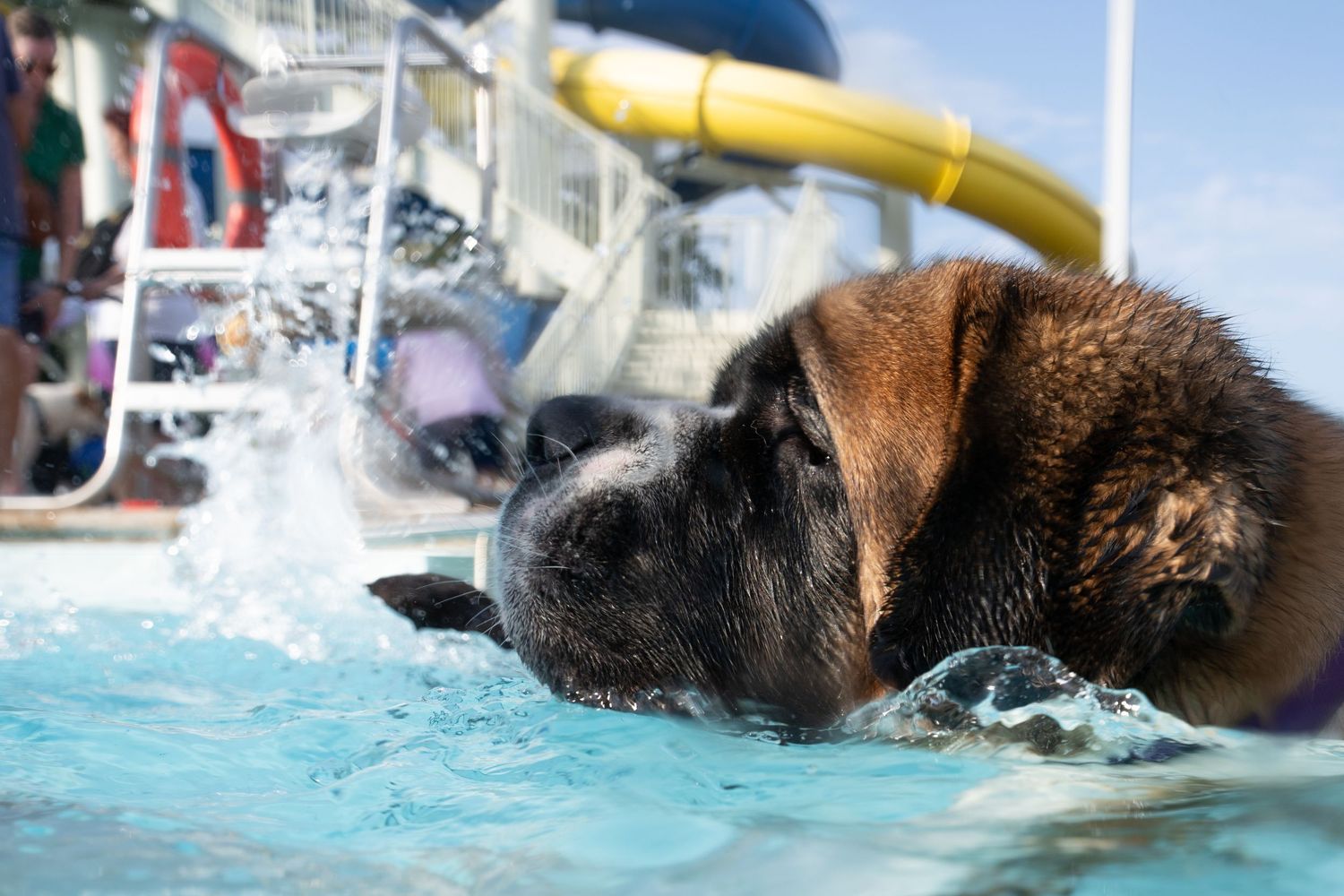 A large brown dog cooling off in a swimming pool near a water slide on a sunny day.