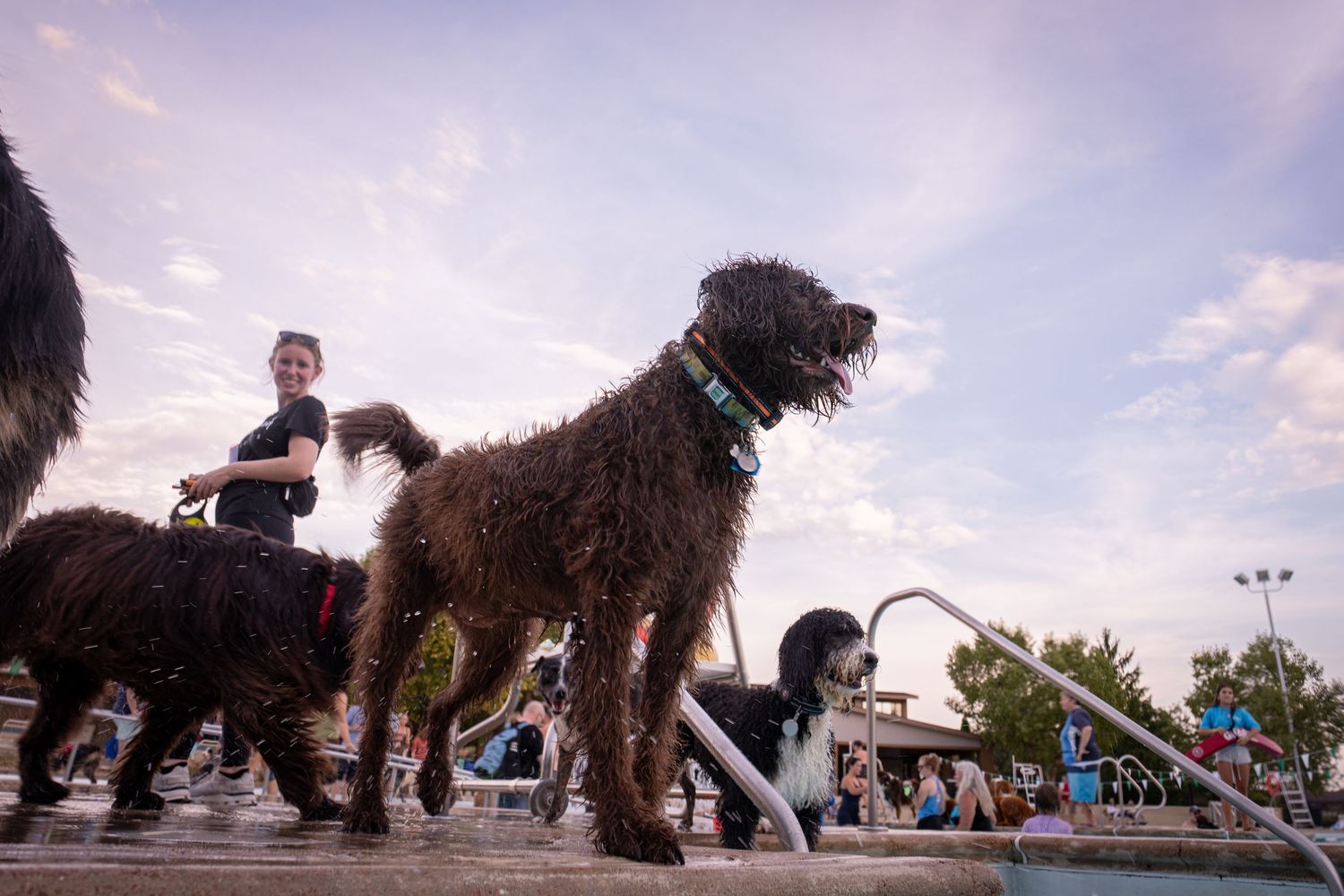 Large curly black dogs stand near a pool at an outdoor dog-friendly event under a blue sky.