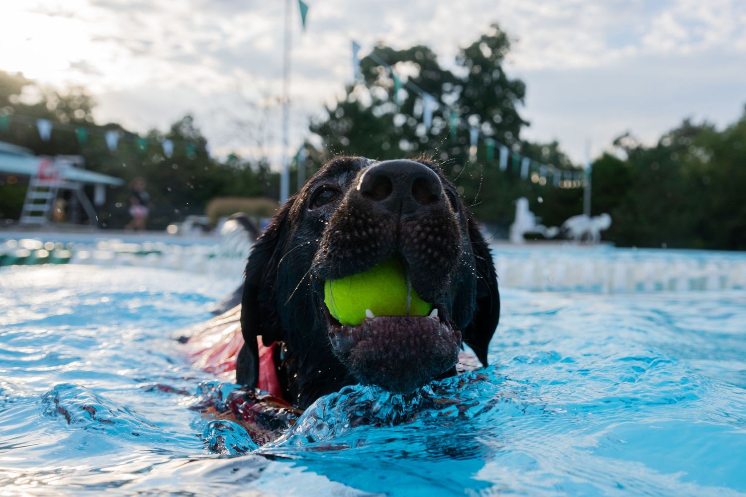 Black Labrador dog swimming in a pool with a tennis ball in its mouth on a sunny day.