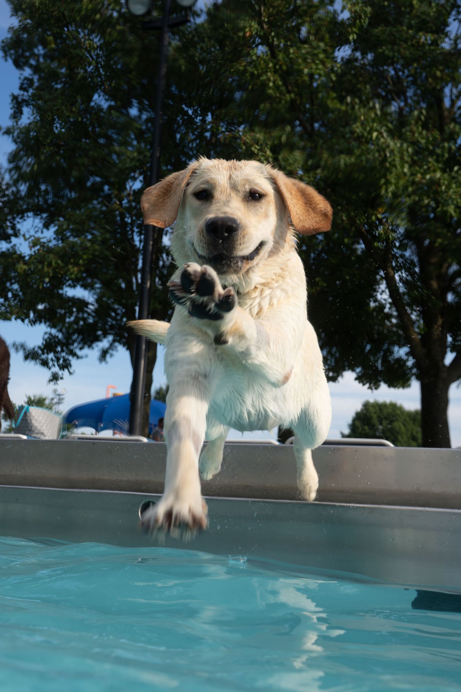 A happy yellow Labrador dog leaping into a swimming pool on a sunny day with green trees in the background.