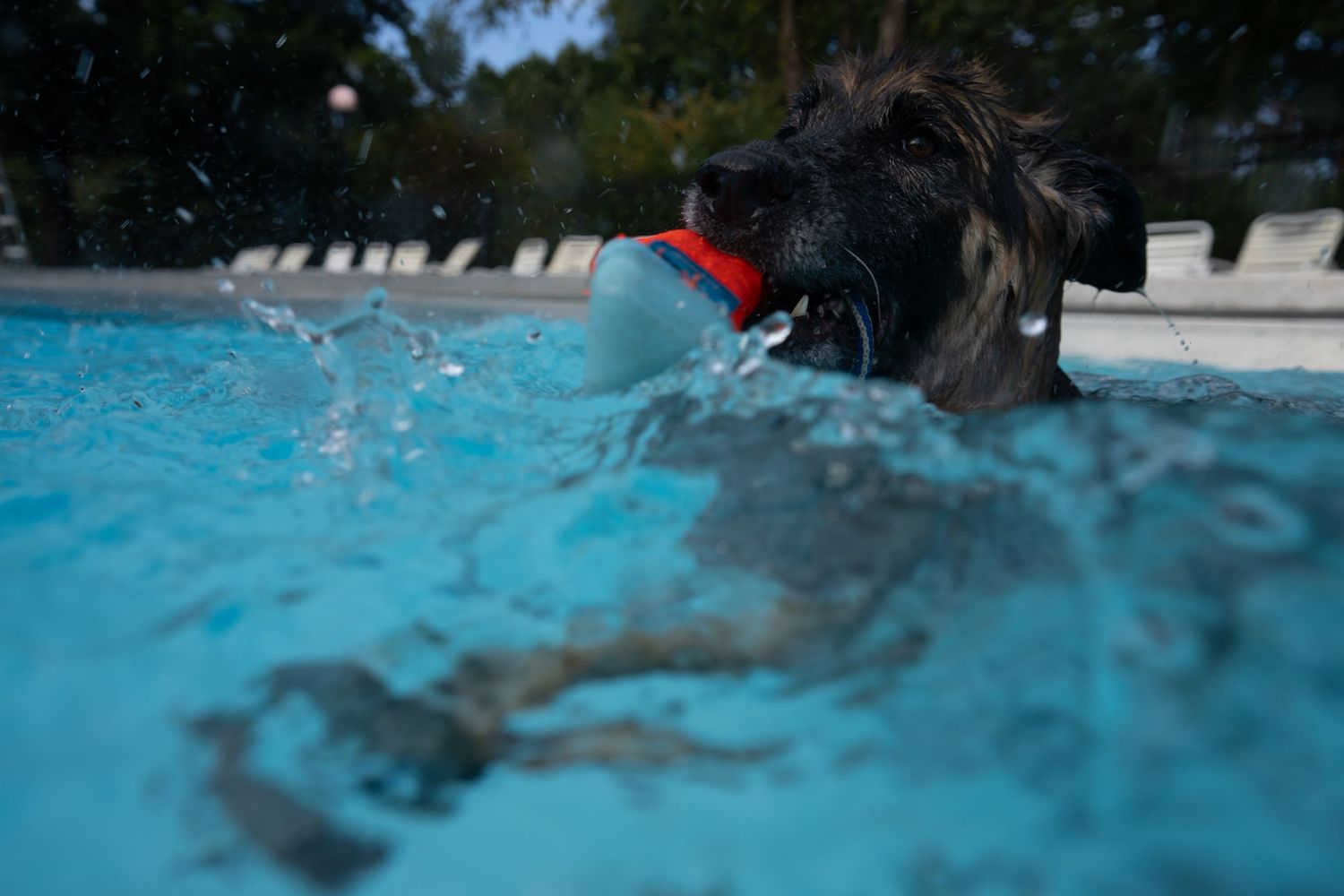 A shaggy dog swimming in a blue pool with a red and white ball in its mouth.