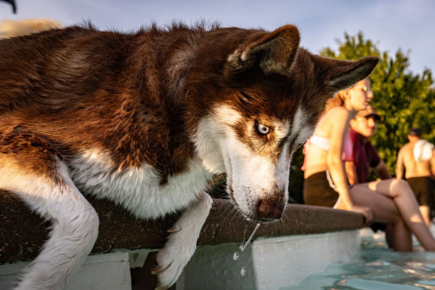 A brown and white Husky dog drinks from a pool edge at an outdoor party on a sunny day.