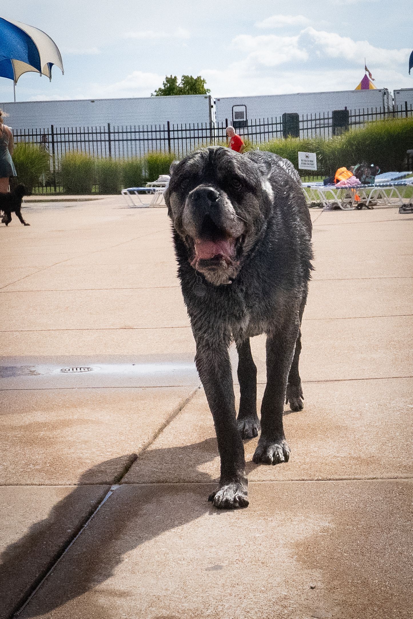 Wet gray Mastiff dog walking on pool deck with mouth open, black iron fence and cloudy sky in background.