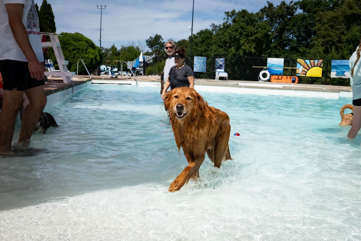 A wet Golden Retriever running through a shallow pool surrounded by people on a sunny day.