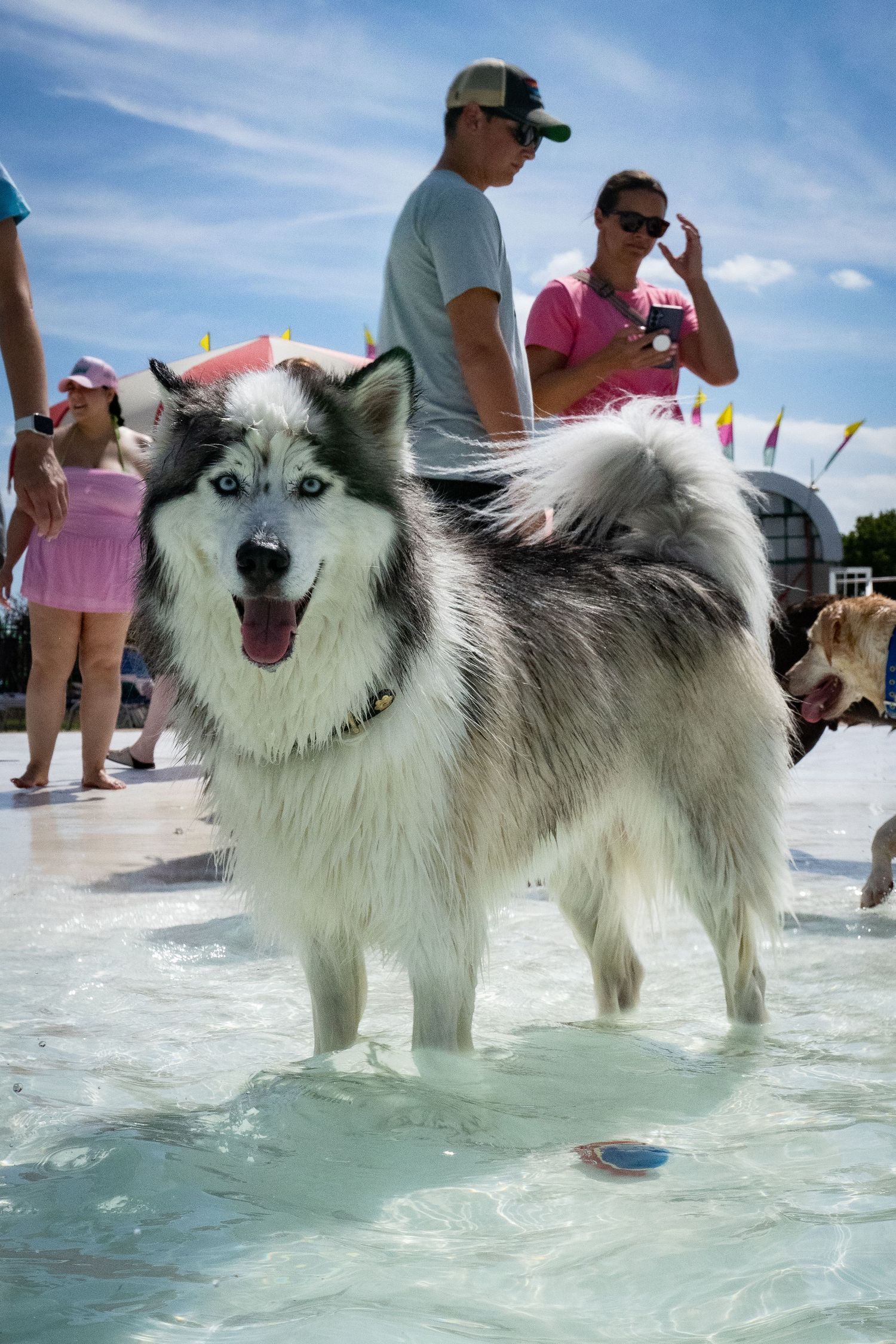 Wet Siberian Husky with blue eyes standing in shallow pool water at outdoor dog swim event with people in background.