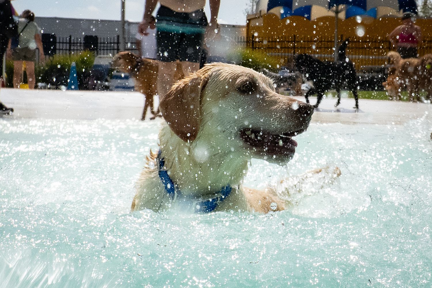 Yellow Labrador shakes water in pool wearing blue collar at outdoor dog event.