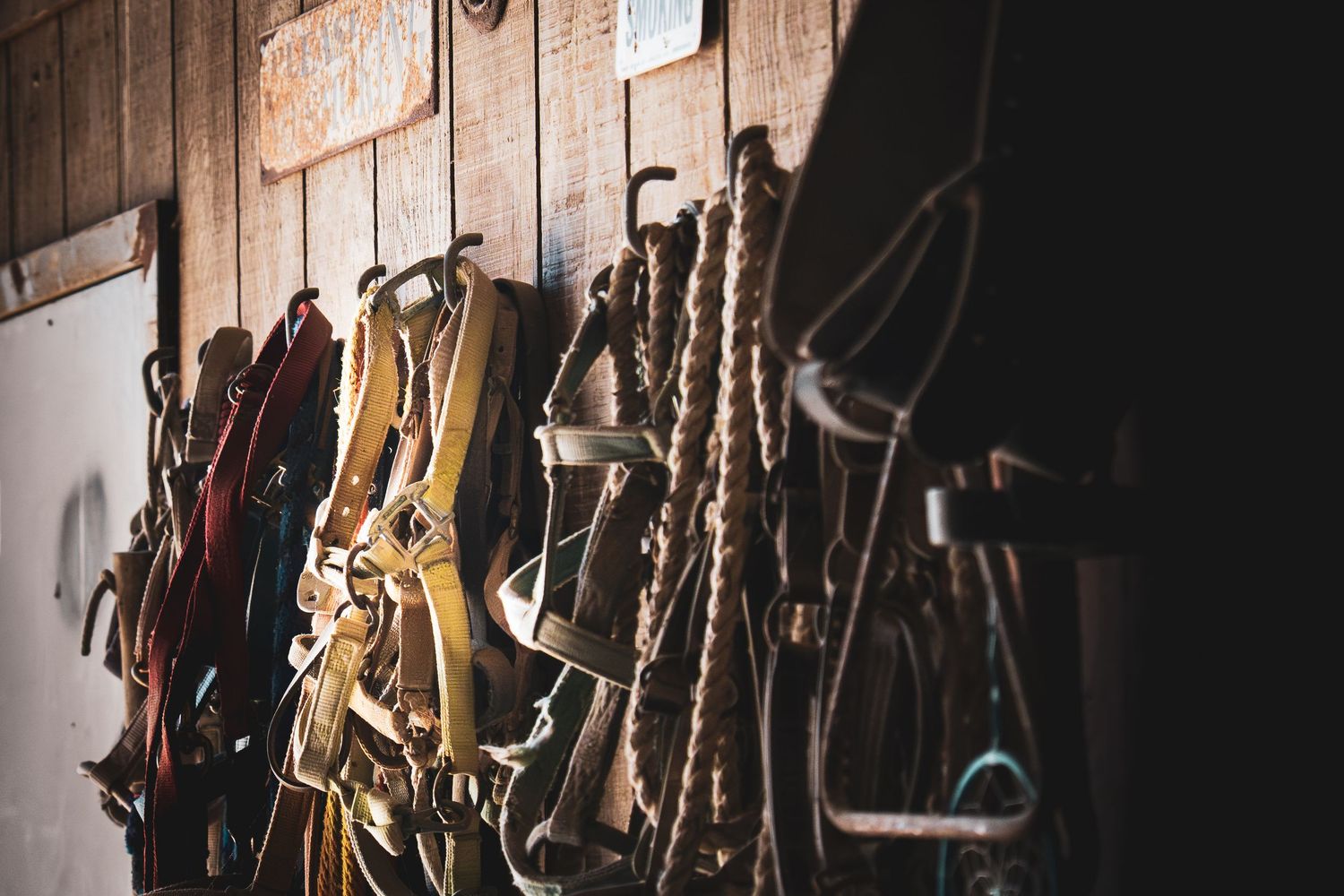 Various leather bridles, halters, and rope leads hang on a rustic wooden barn wall.