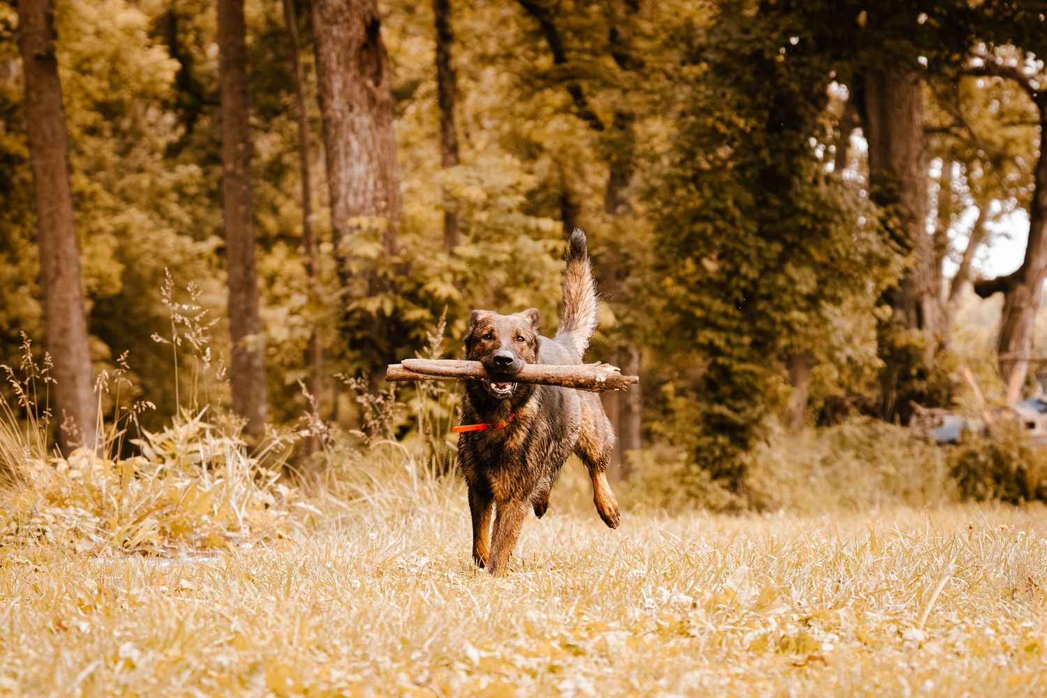 A German Shepherd dog leaps through a leaf-covered field carrying a wooden stick in its mouth.