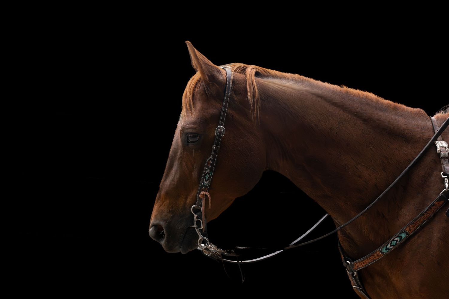Side profile portrait of a chestnut brown horse with bridle against a dramatic black background.