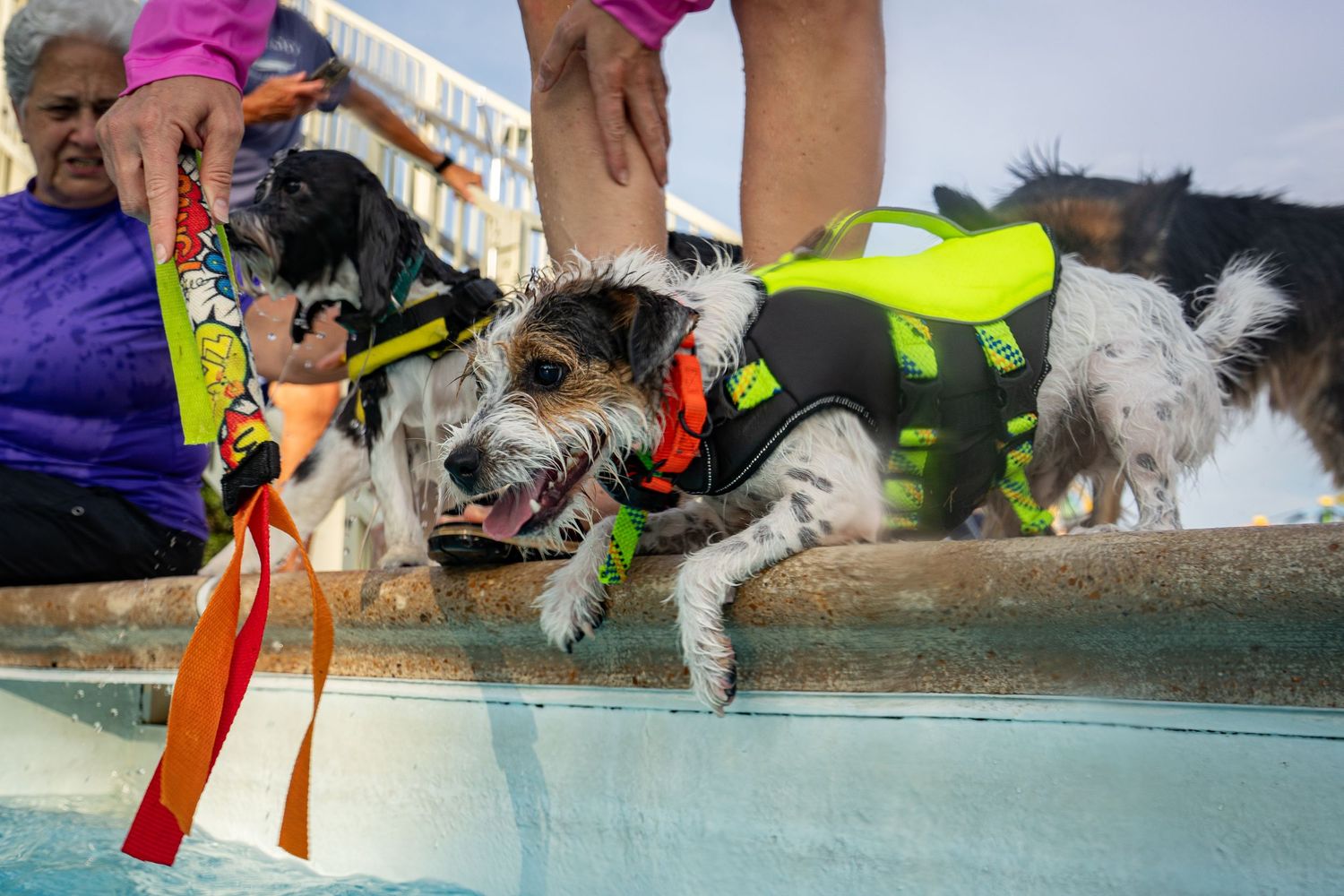 Two dogs in life jackets climb out of a swimming pool during a dog swim event.