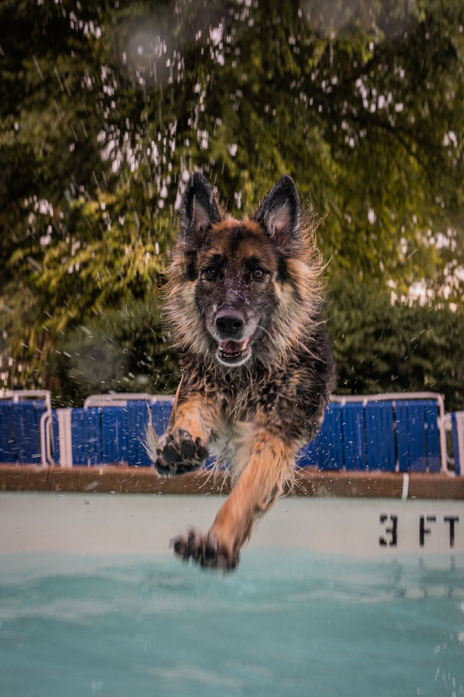 Wet German Shepherd dog leaping over a 3ft pool edge, water droplets flying, trees in background.