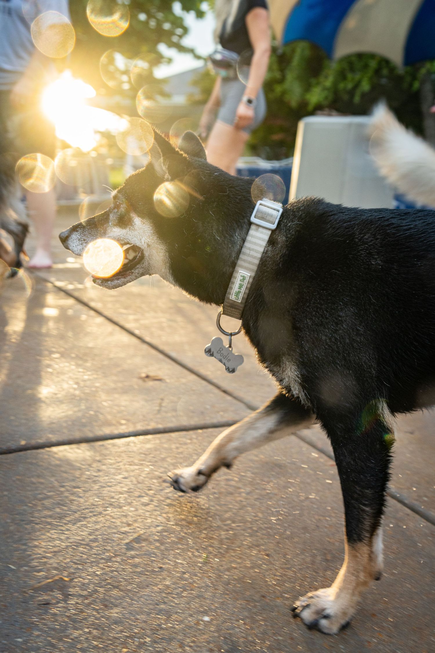 Black dog with bone tag collar standing on sidewalk in golden sunset light with bubbles floating nearby.