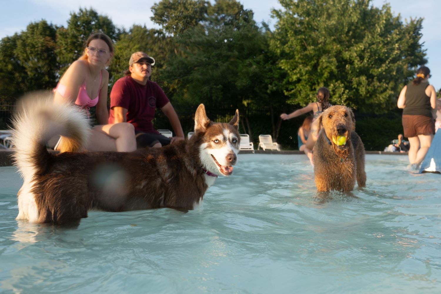 Two people watch as a Husky and Golden Retriever splash through a shallow pool on a sunny day.