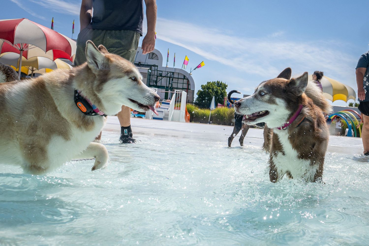 Two Siberian Huskies playing and splashing in a shallow pool at an outdoor dog swim event on a sunny day.
