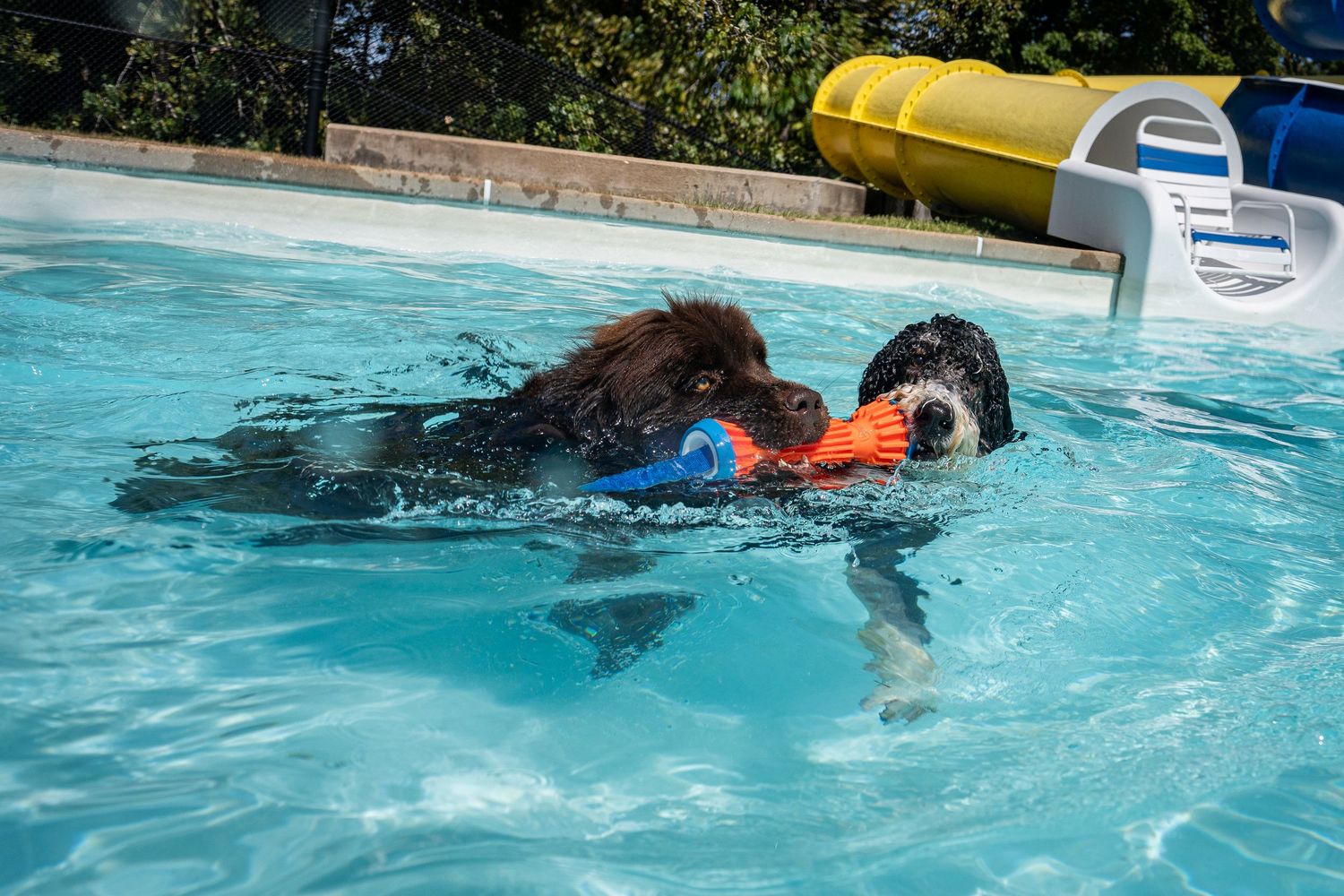 Two dogs swimming together in a pool sharing an orange toy near a water slide.