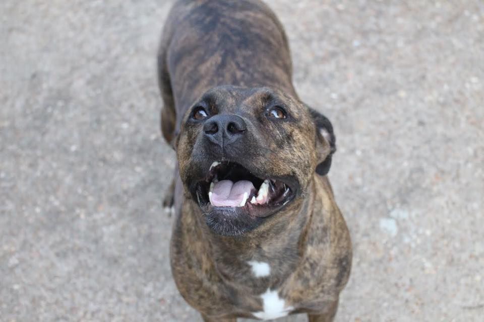 Happy brindle Boxer dog looking up with mouth open and tongue out on a concrete surface.