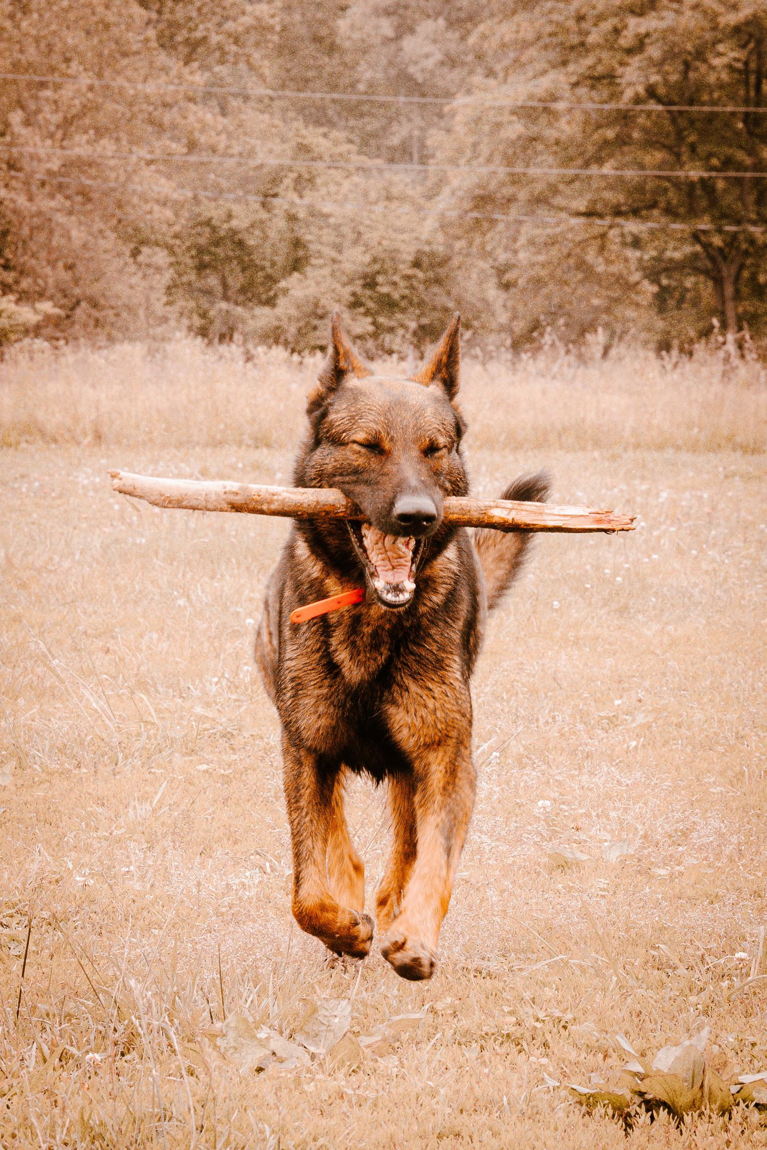 A German Shepherd dog runs through a field carrying a large wooden stick in its mouth.