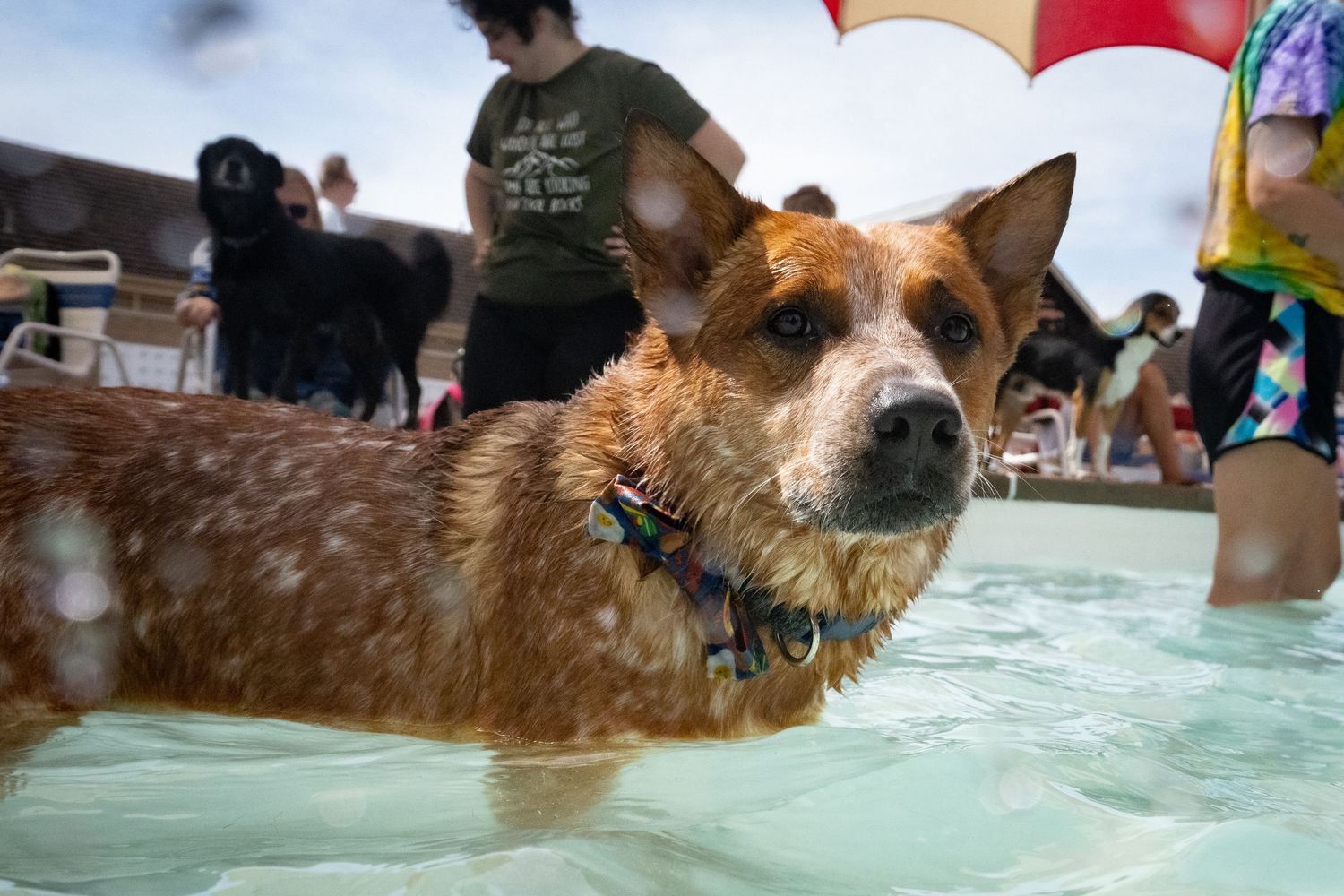 Wet Australian Cattle Dog swimming in a pool surrounded by people and other dogs.