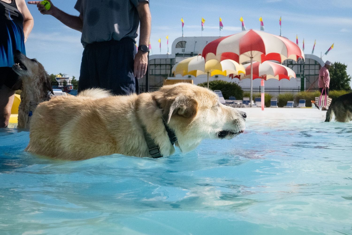 A golden retriever dog wading in a shallow blue pool at a water park with colorful umbrella attractions in the background.