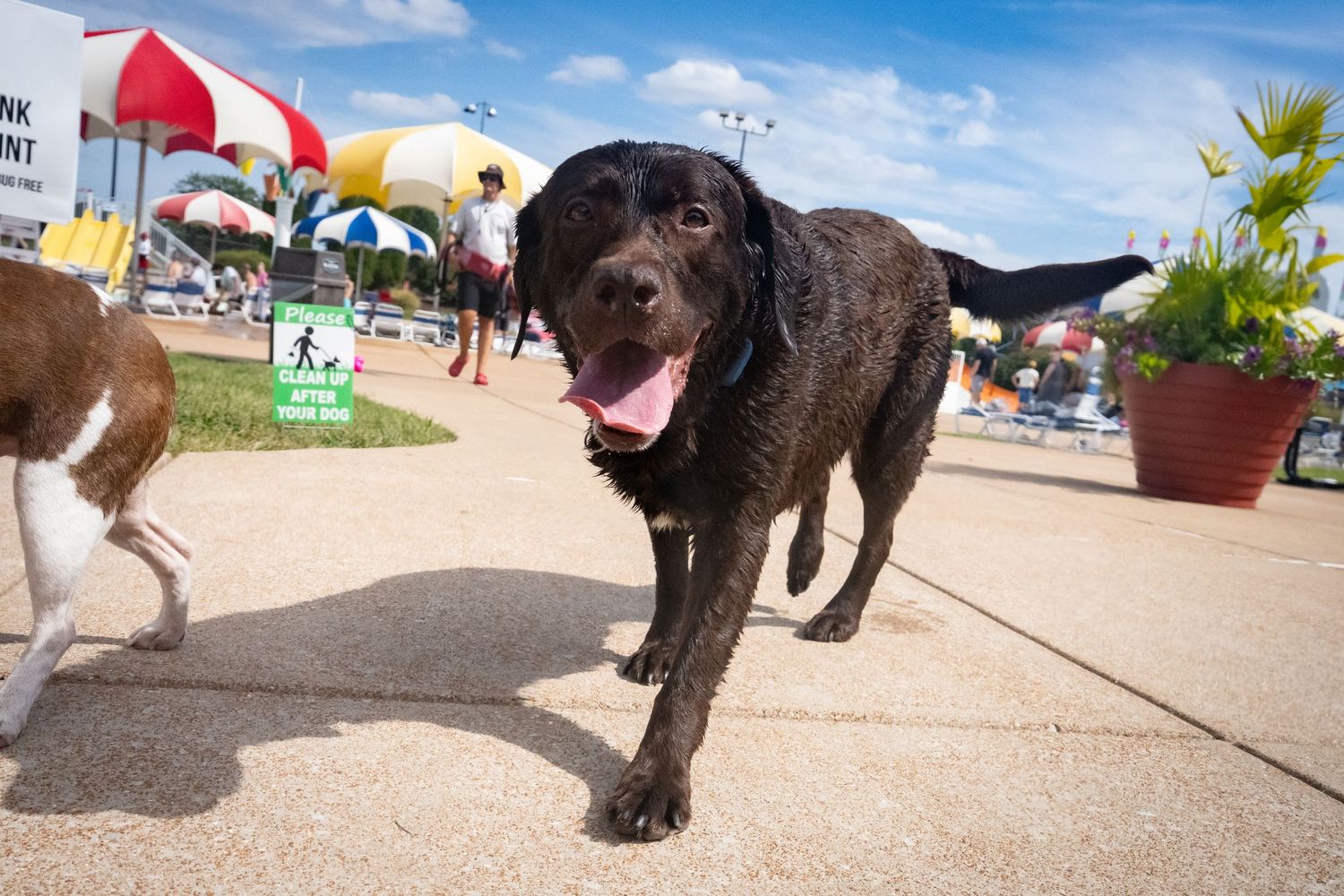 A wet dark brown Labrador dog walks toward the camera at an outdoor pool area on a sunny day.