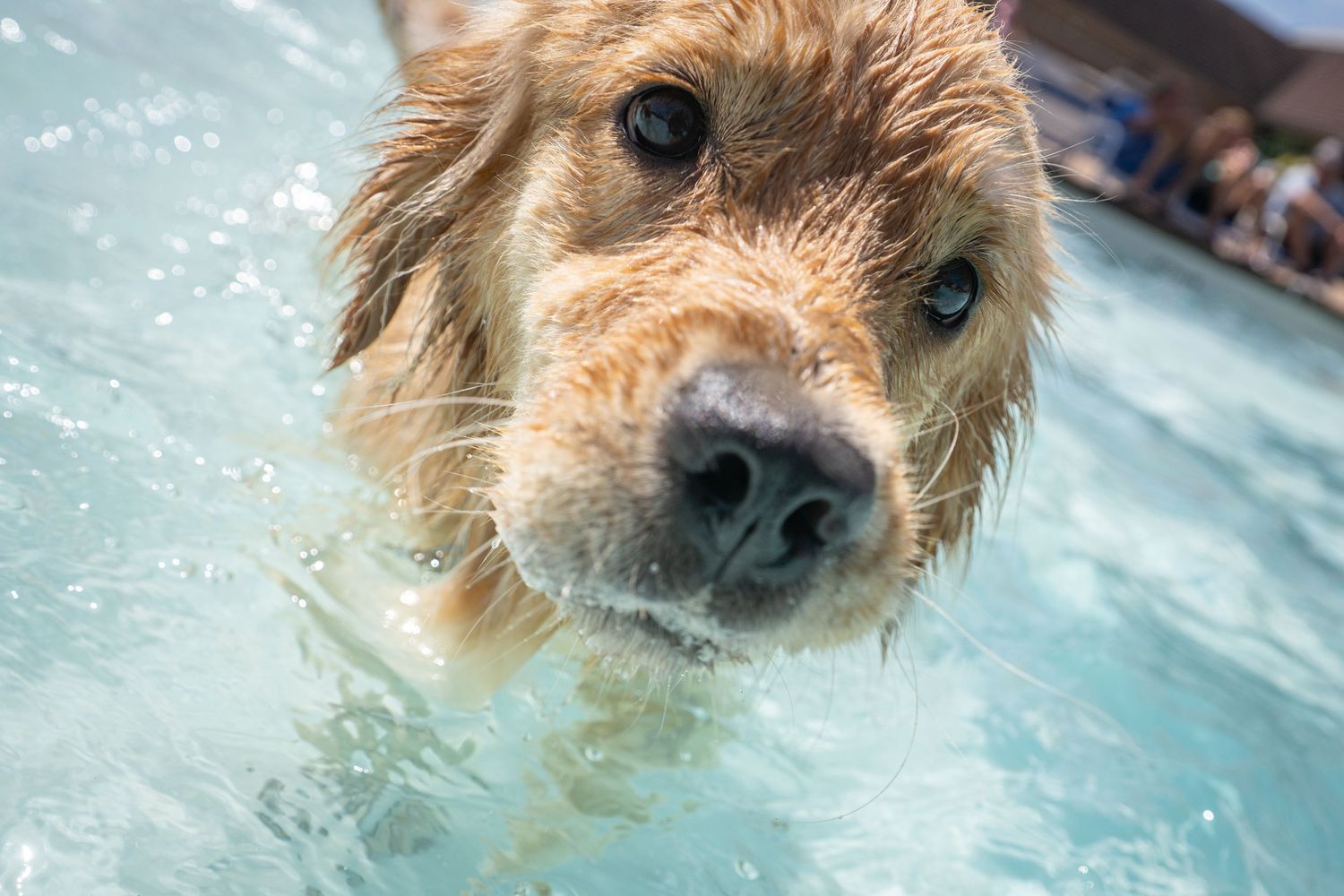 Close-up of a wet golden retriever swimming in a clear blue outdoor pool.