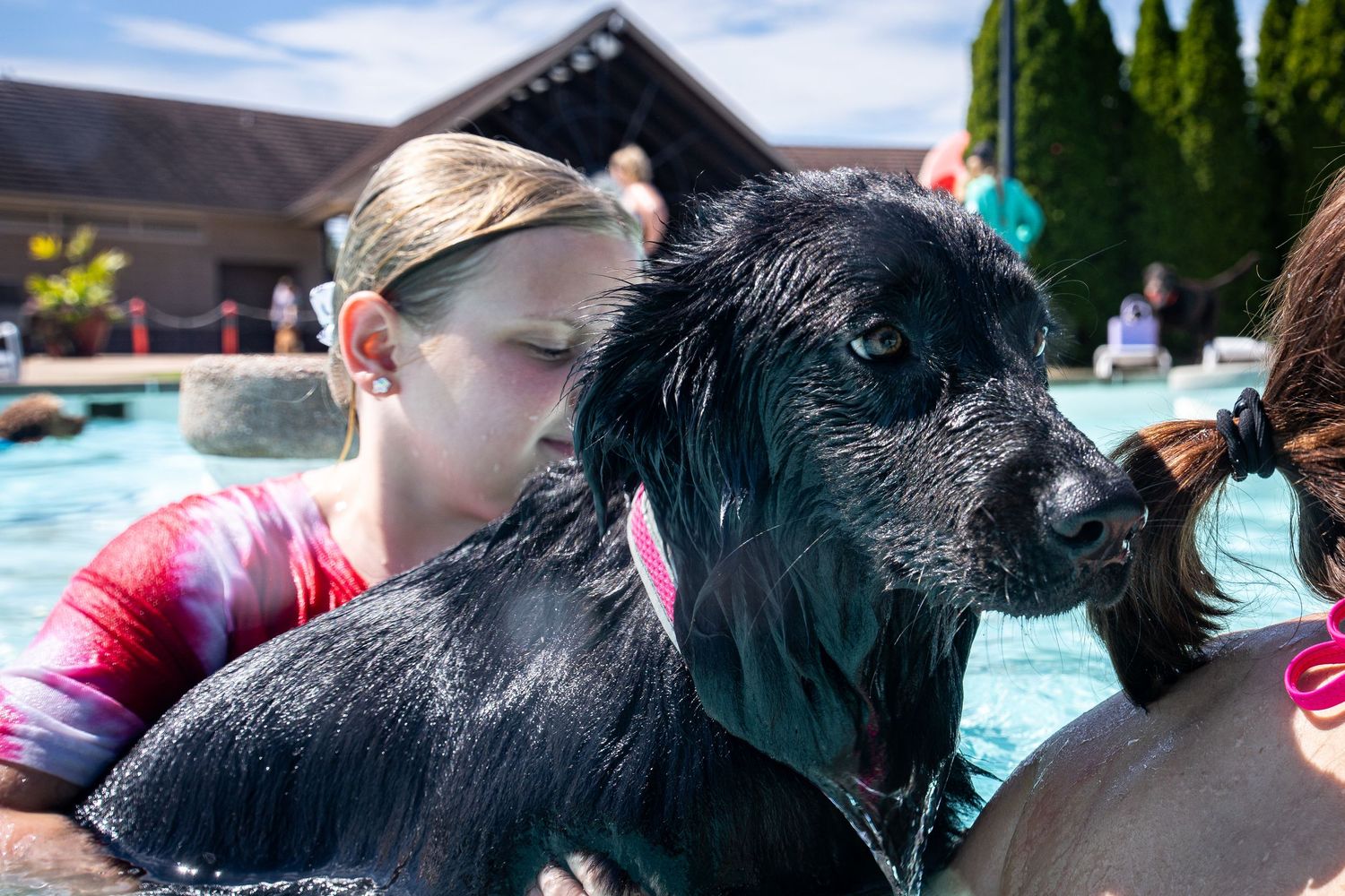 A girl hugs a wet black dog in an outdoor swimming pool on a sunny day.