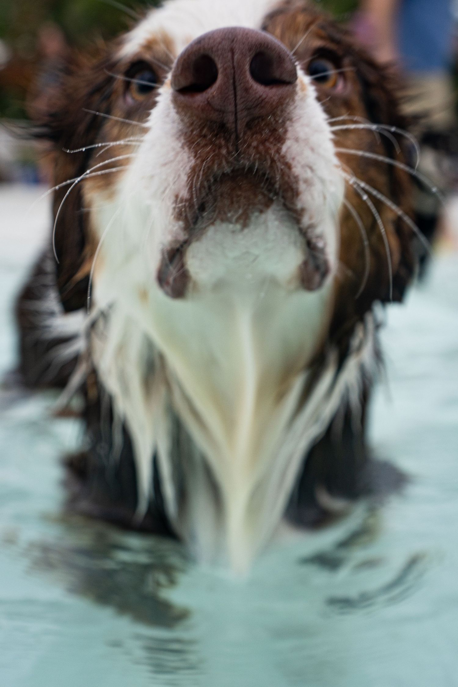 Close-up of a wet brown and white Springer Spaniel dog swimming in a pool, photographed from below its chin.