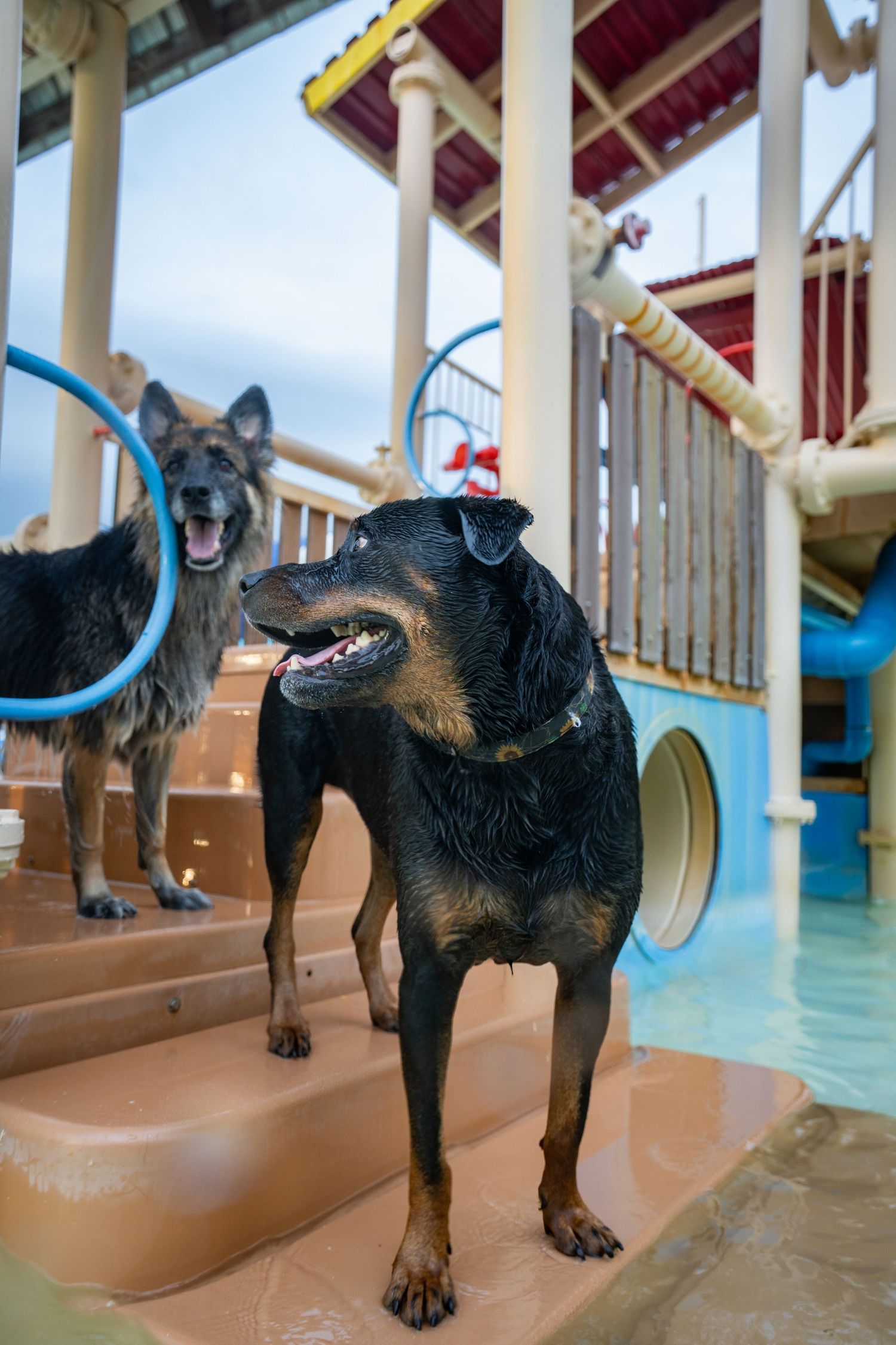 Two wet dogs playing at a water park, a Rottweiler and German Shepherd on steps near colorful water slides.