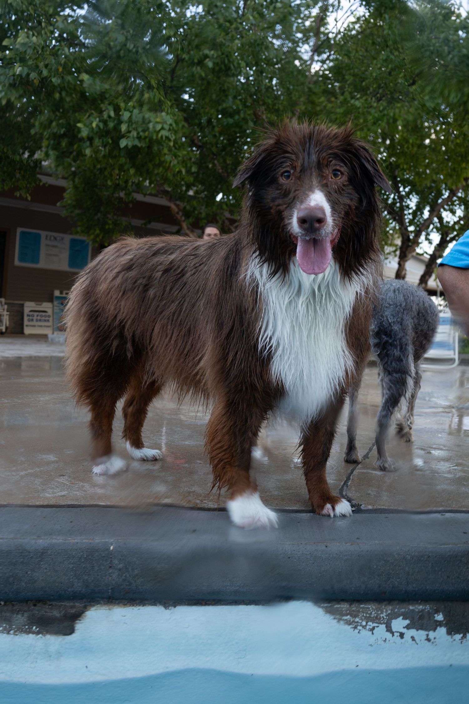 Wet brown and white Australian Shepherd dog standing by a pool with tongue out, dripping after a swim.