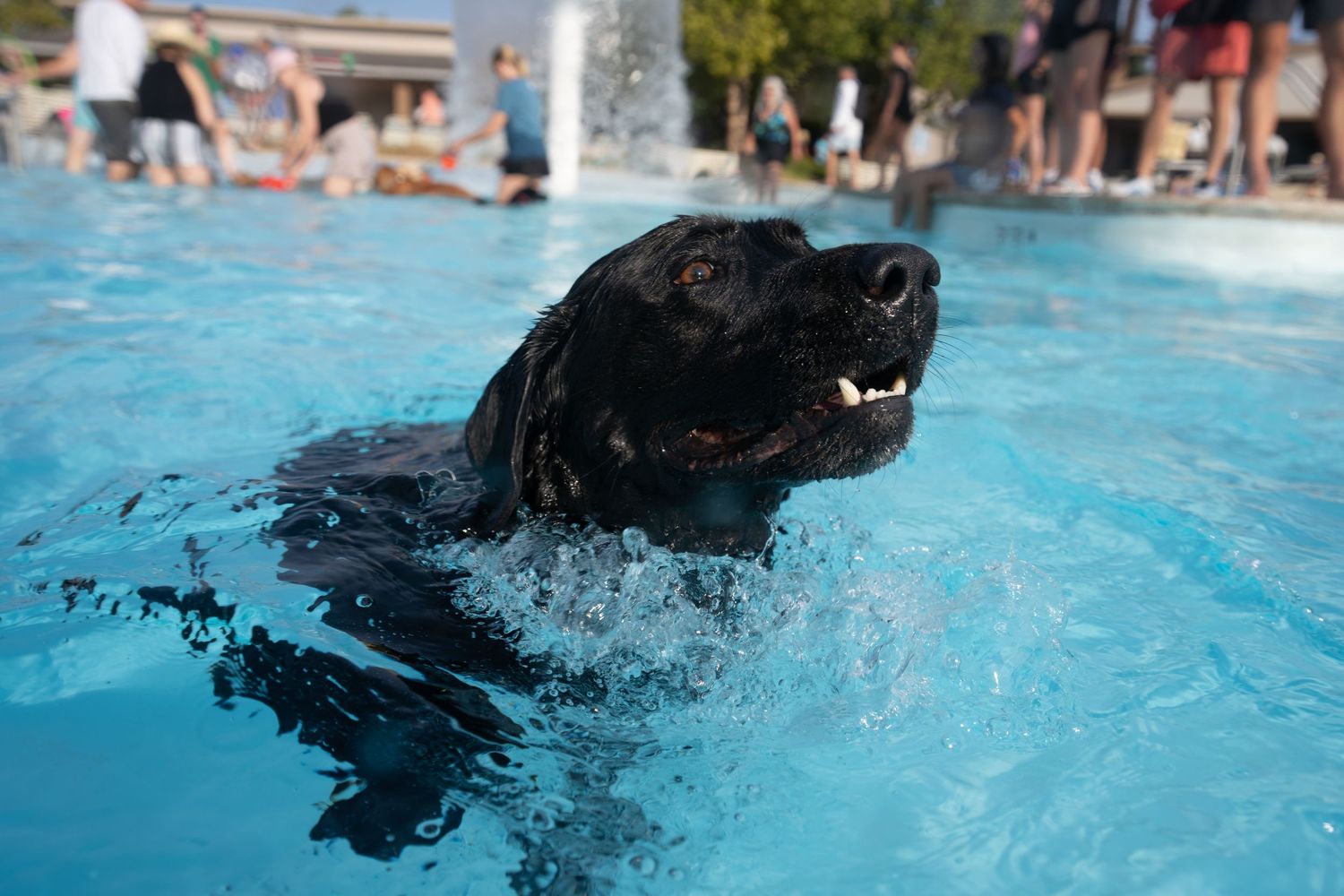 Black Labrador dog swimming in a bright blue pool with people gathered in the background on a sunny day.