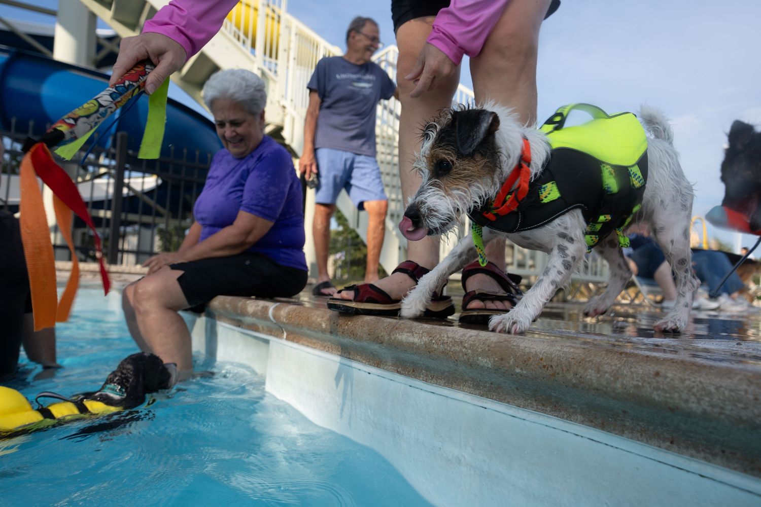 Dog in life jacket at pool edge with woman in purple shirt during outdoor dog swim event.