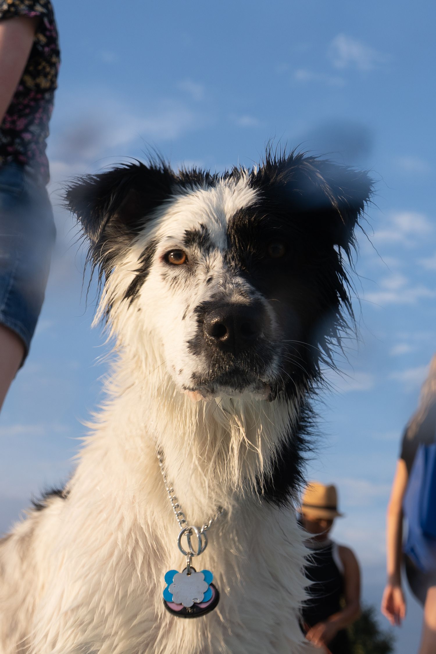 Black and white Border Collie dog wearing a tag on a chain collar, outdoors against a blue sky.