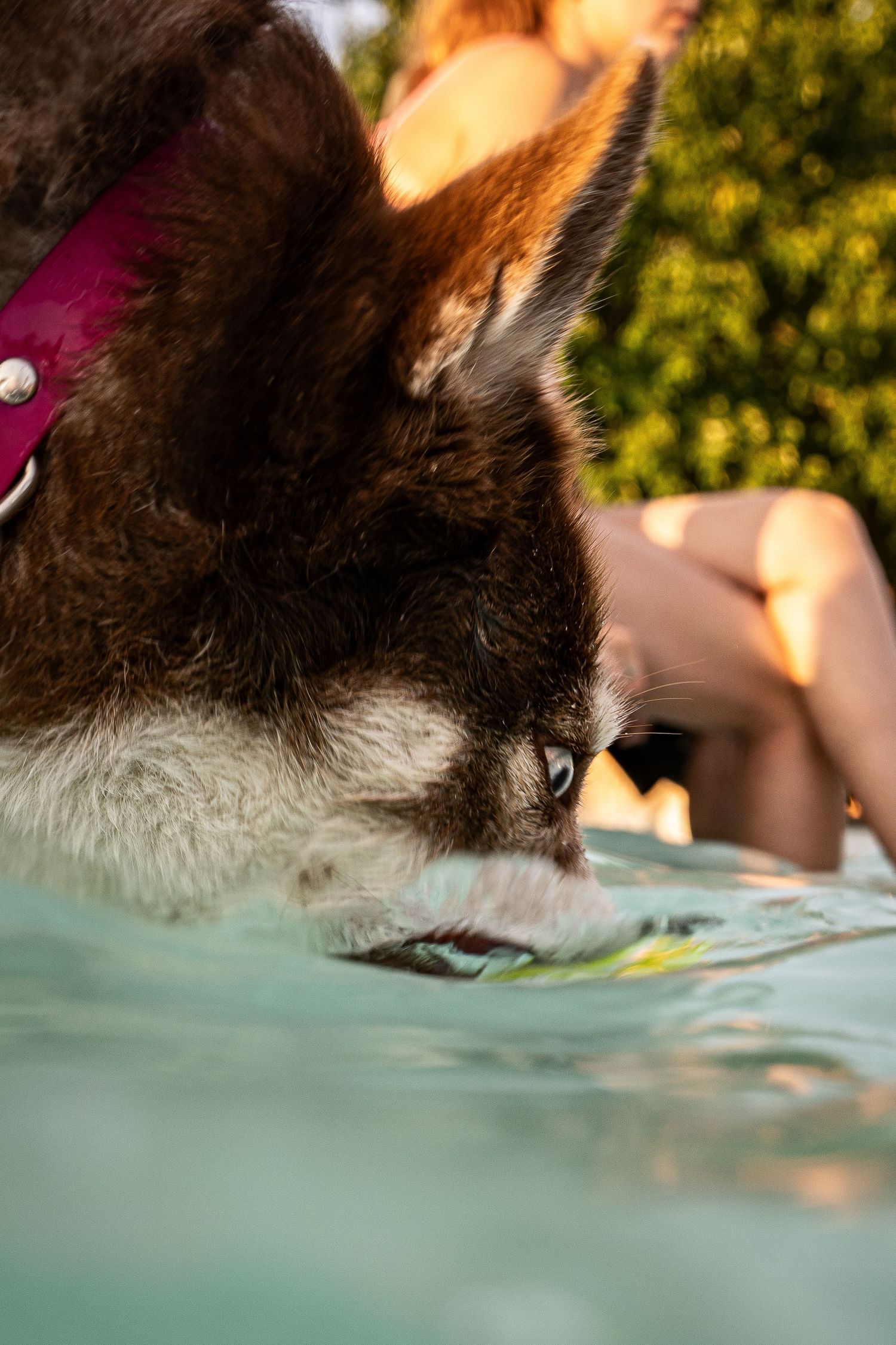 A brown and white dog with a pink collar drinking water from a pool edge on a sunny day.
