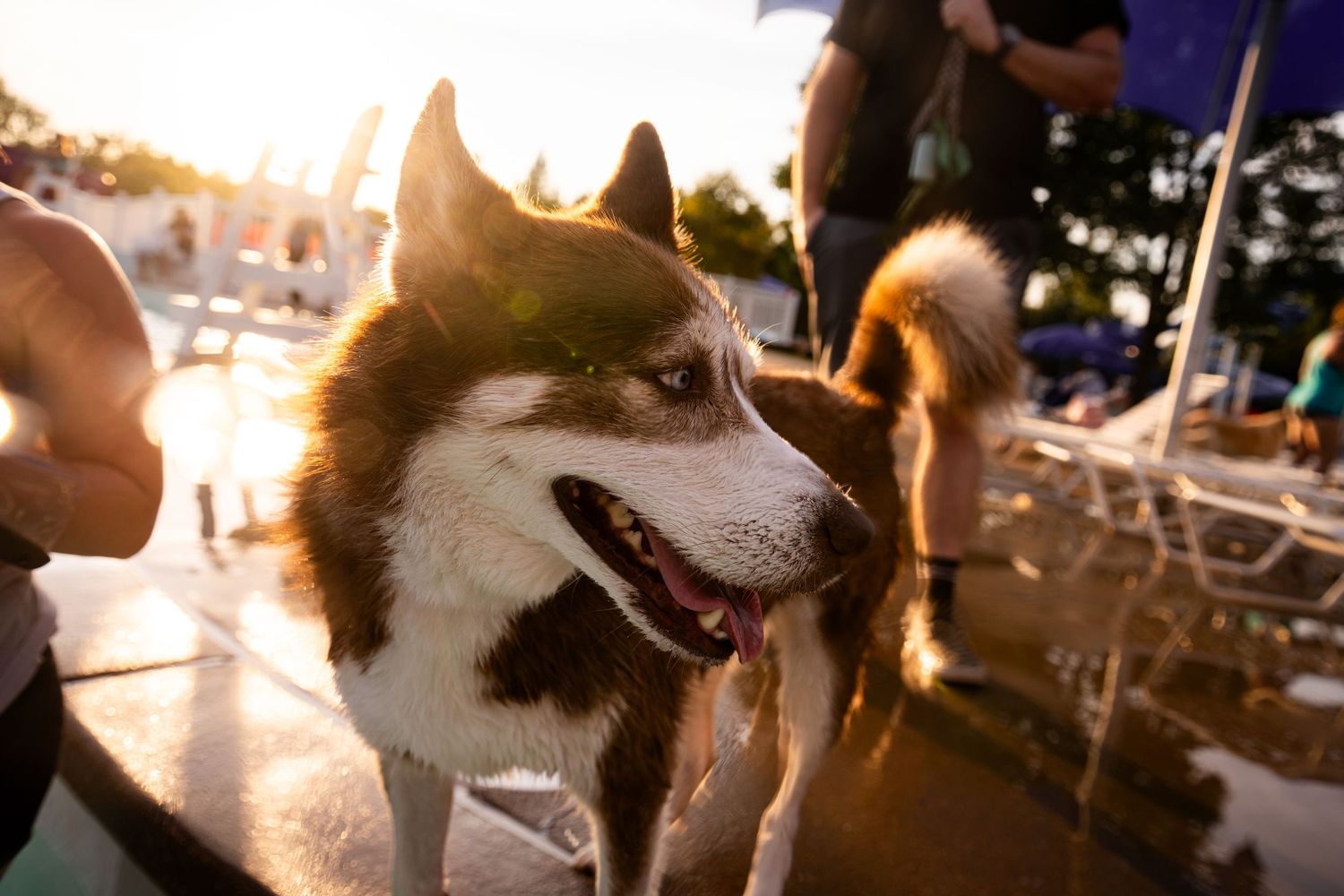 A Siberian Husky with blue eyes stands outdoors at a sunny event, tongue out, with people visible in the background.