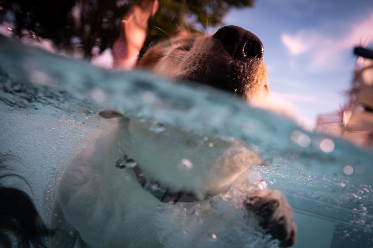 A dog swimming in a pool photographed from an underwater split-level perspective showing its nose and paws.