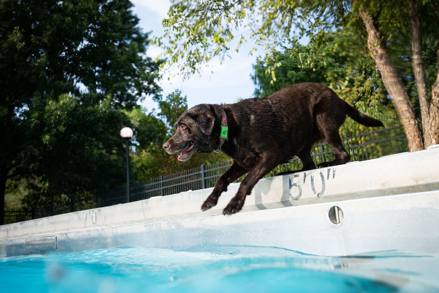 A dark chocolate Labrador Retriever leaping into a bright blue outdoor swimming pool on a sunny day.