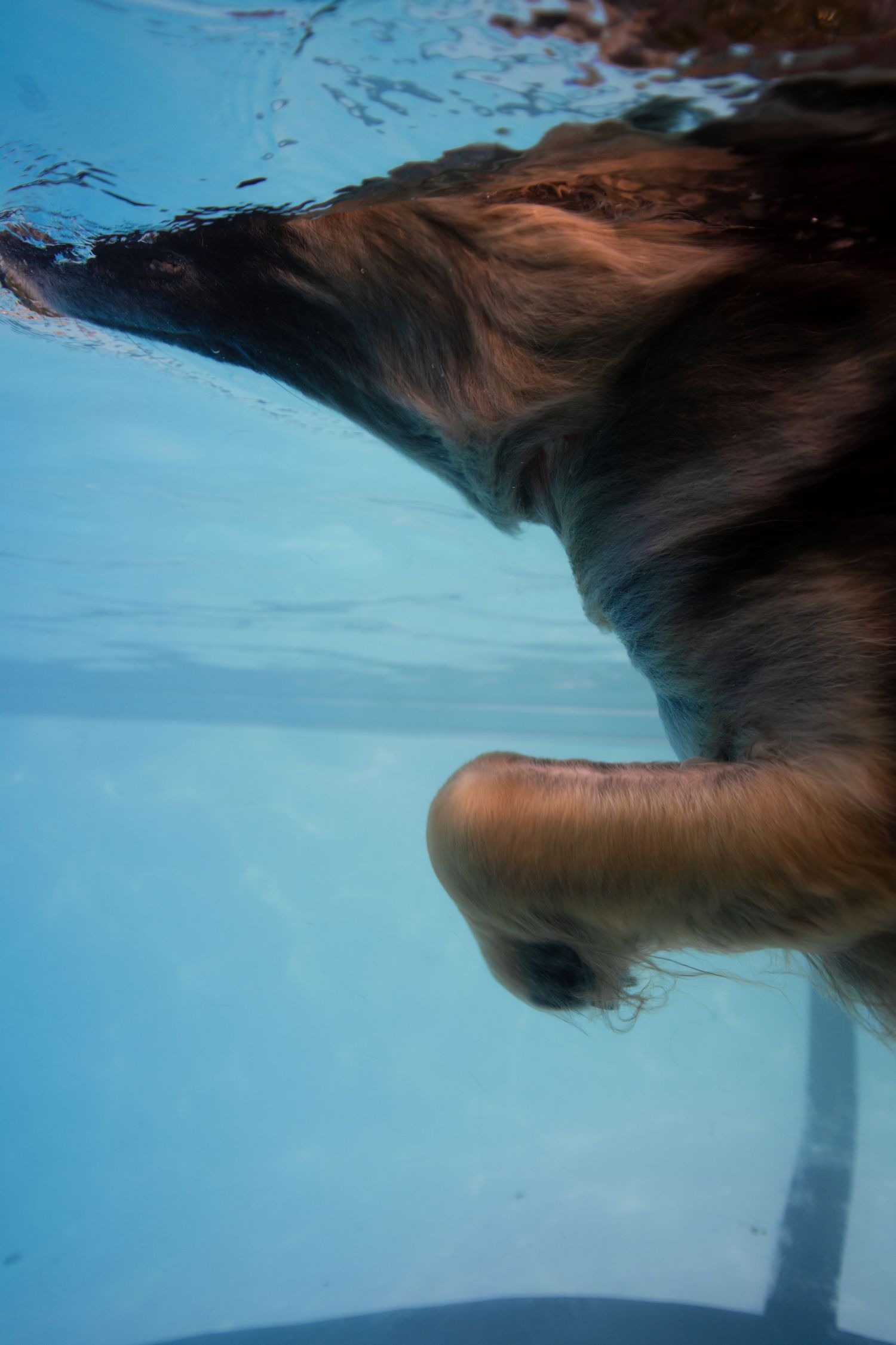 A golden retriever dog swimming underwater in a clear blue pool, captured from below the surface.