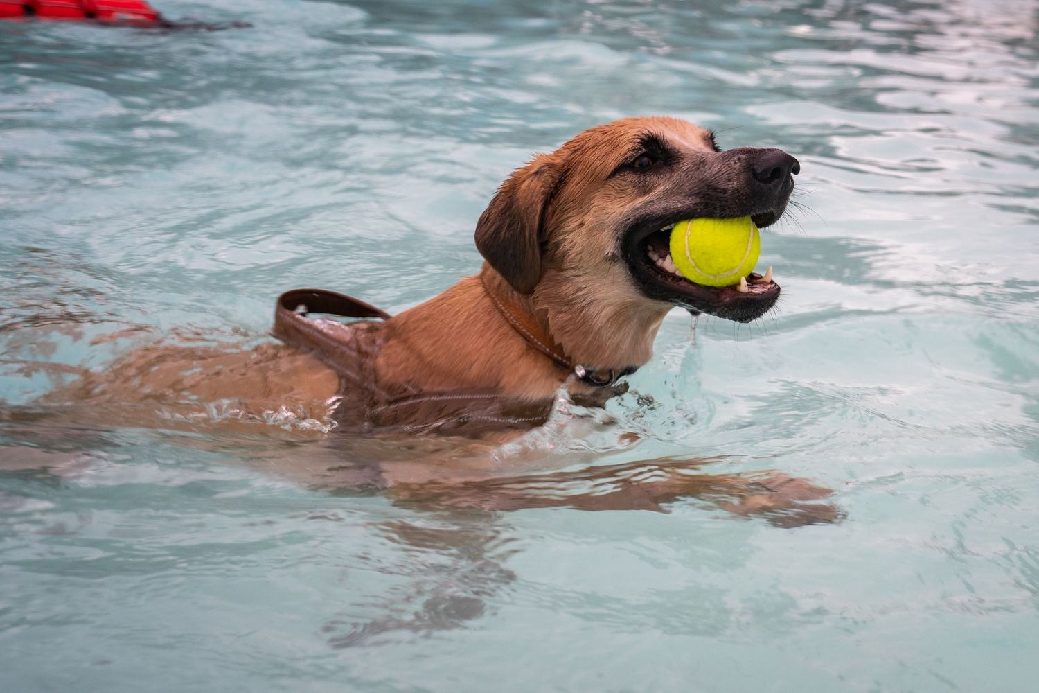 A brown Labrador dog swimming in a pool with a yellow tennis ball in its mouth.