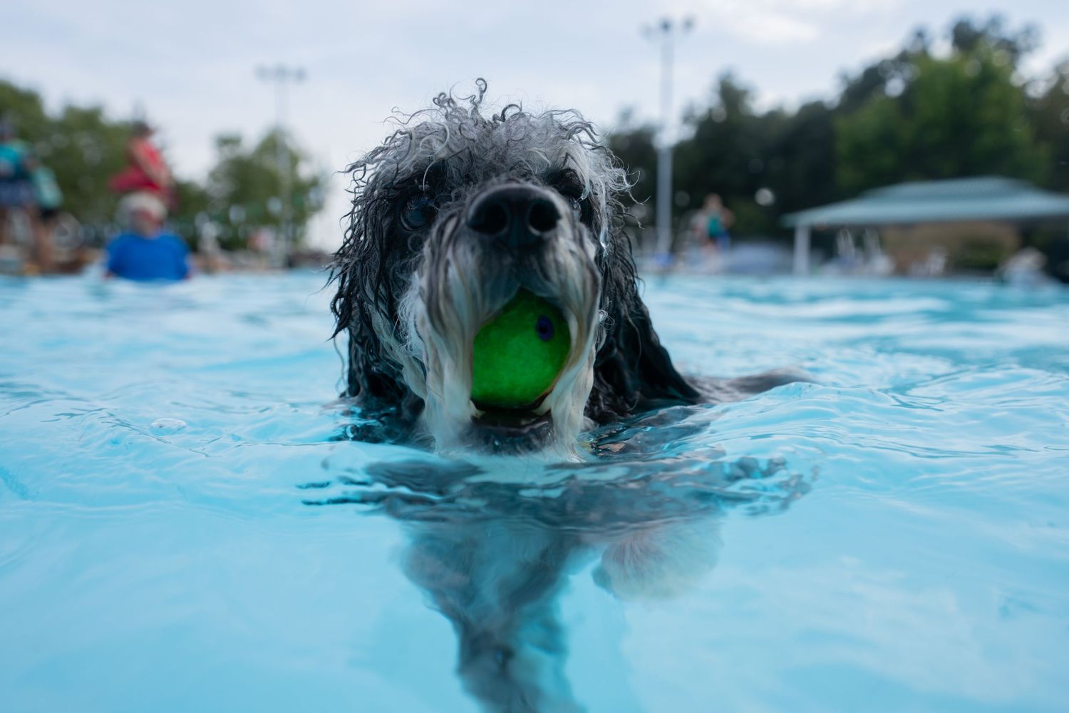 A wet black and white dog swims in a blue pool with a green tennis ball in its mouth.