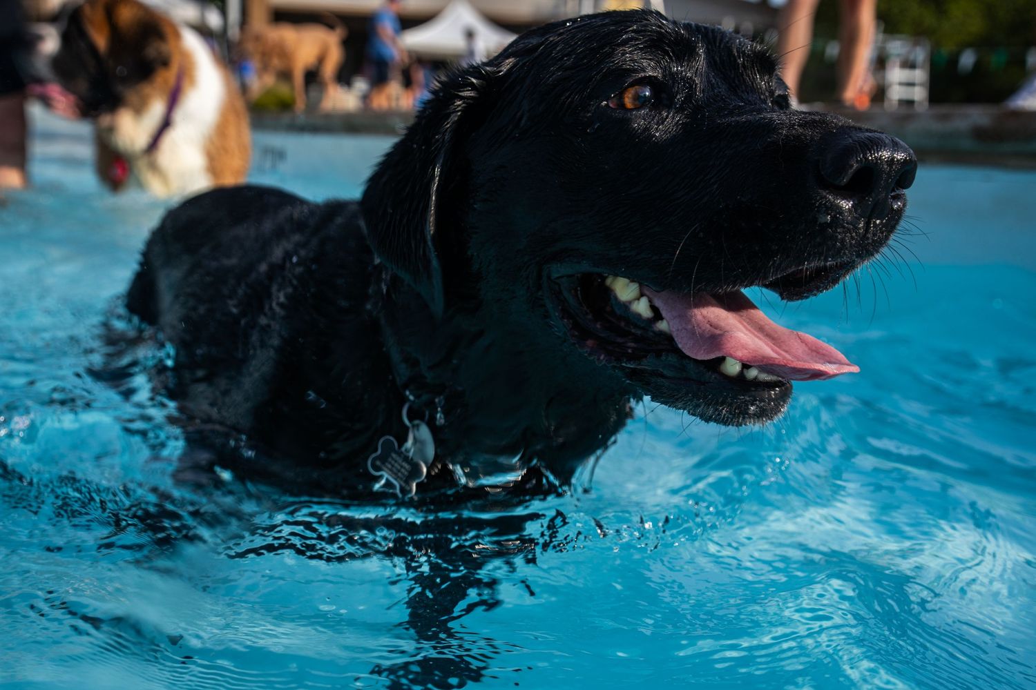 A wet black Labrador dog happily swimming in a blue pool with tongue out on a sunny day.