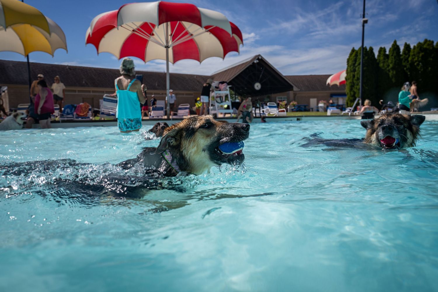 Dogs swimming and playing in a public pool during a dog swim event on a sunny day.
