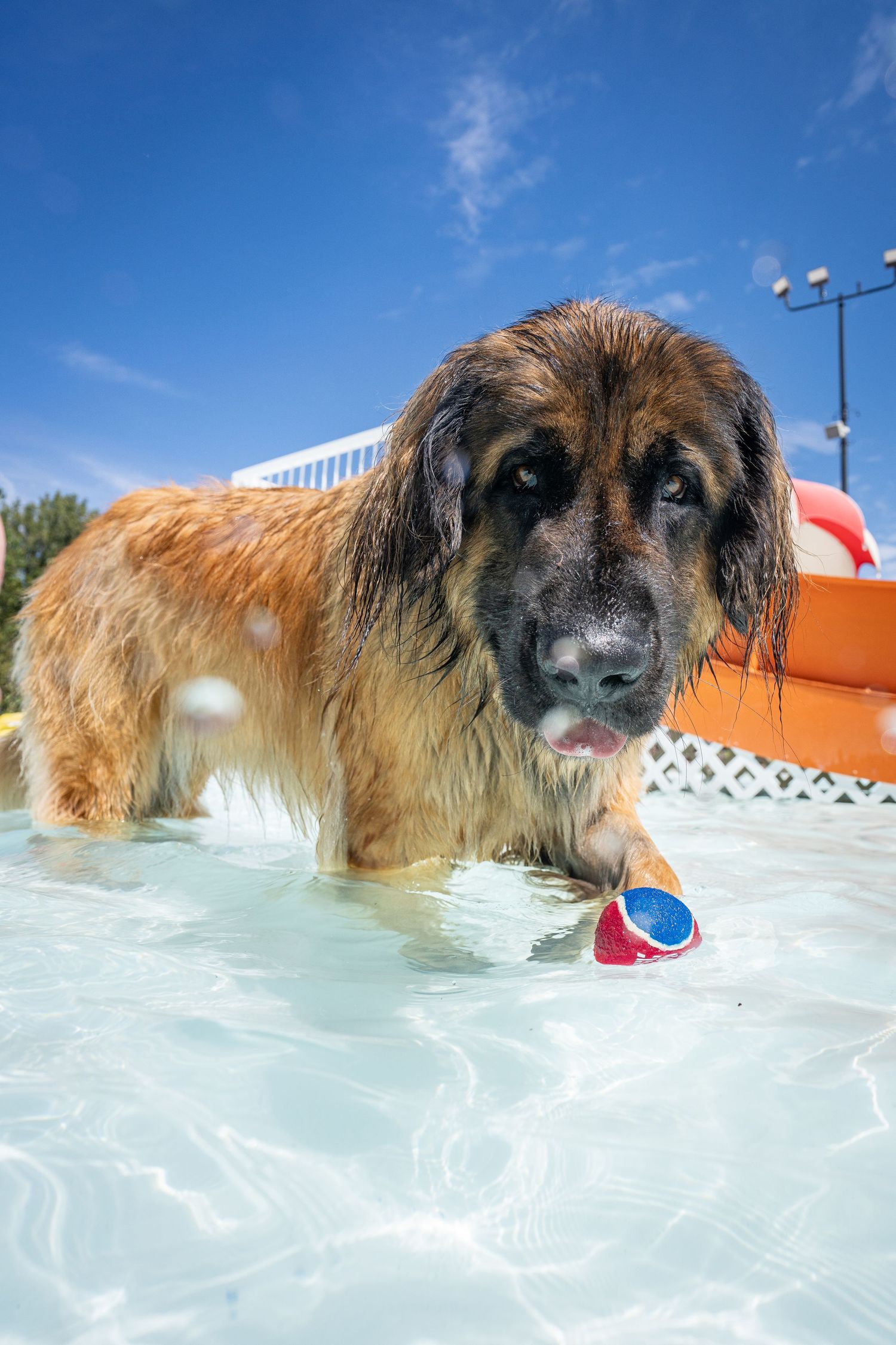 A large wet Leonberger dog standing in a pool with a colorful ball under its paw.