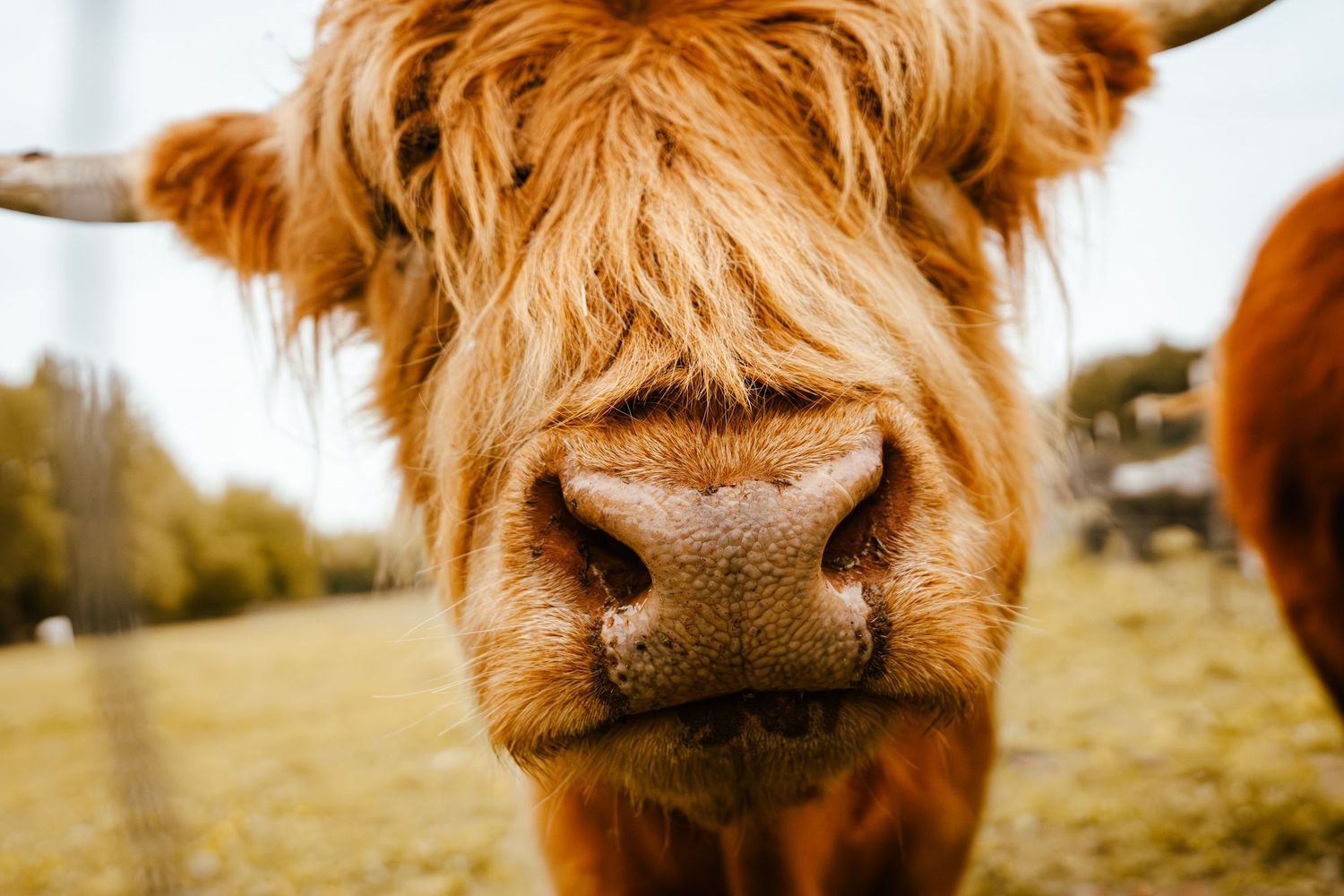 Extreme close-up of a fluffy Highland cow nose with shaggy orange fur filling the frame.